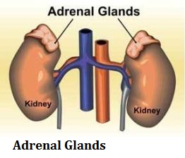 adrenal