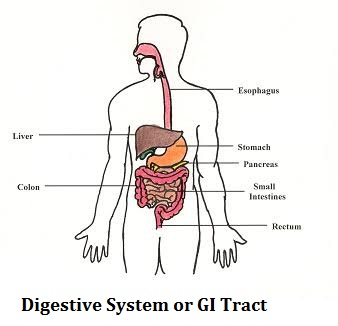 digestive-system-or-gi-tract